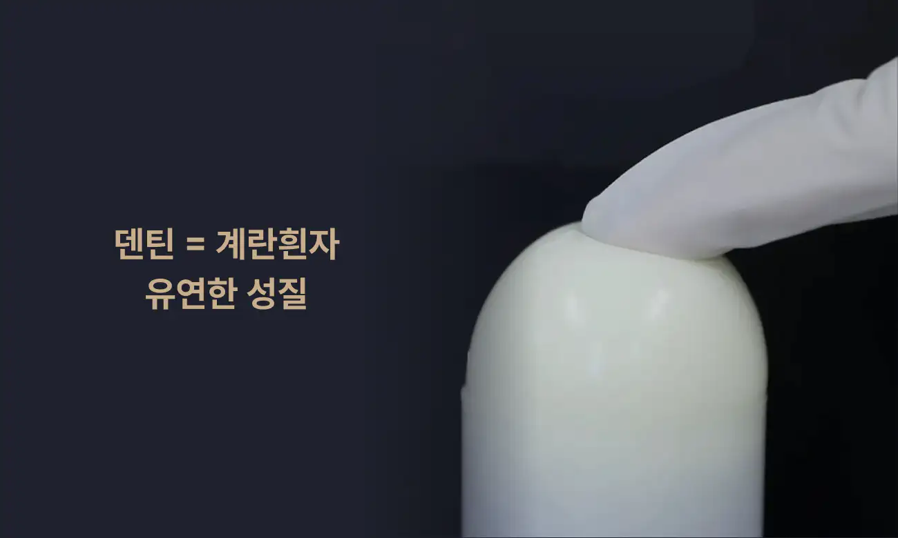 자연치아로 되돌리는 치아복구 솔루션 | 덴틴 계란흰자 유연한 성질